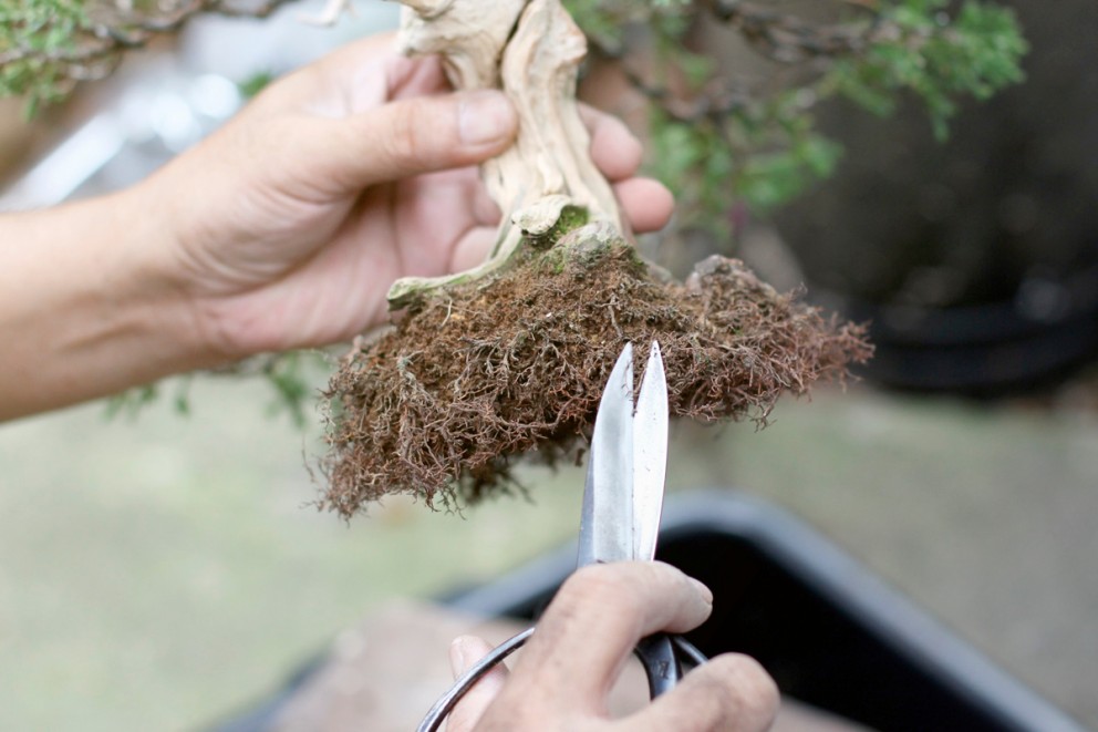 Sköta bonsai Sköta bonsai