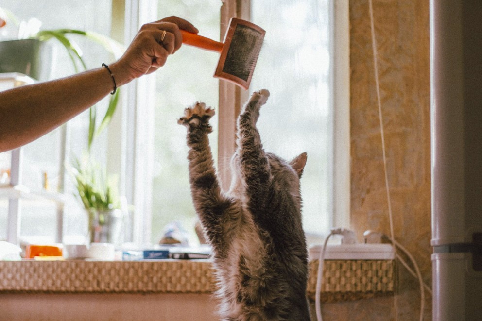 Katt husdjur Katt husdjur