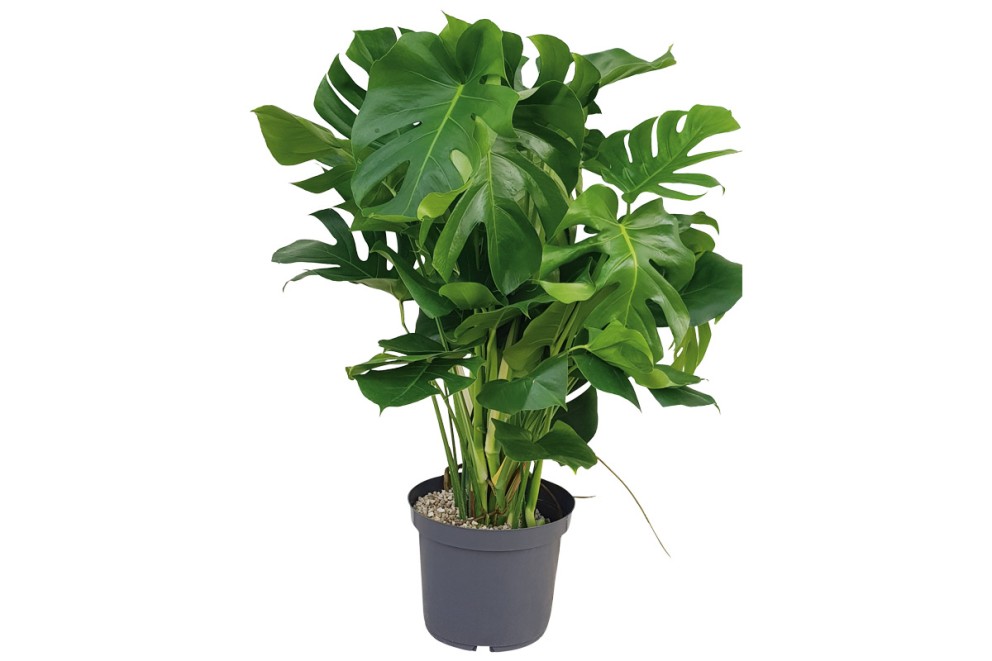 Monstera Monstera