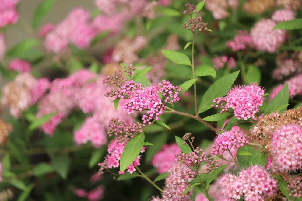 
				Praktspirea

			