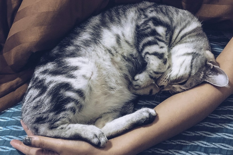 Katt husdjur Katt husdjur