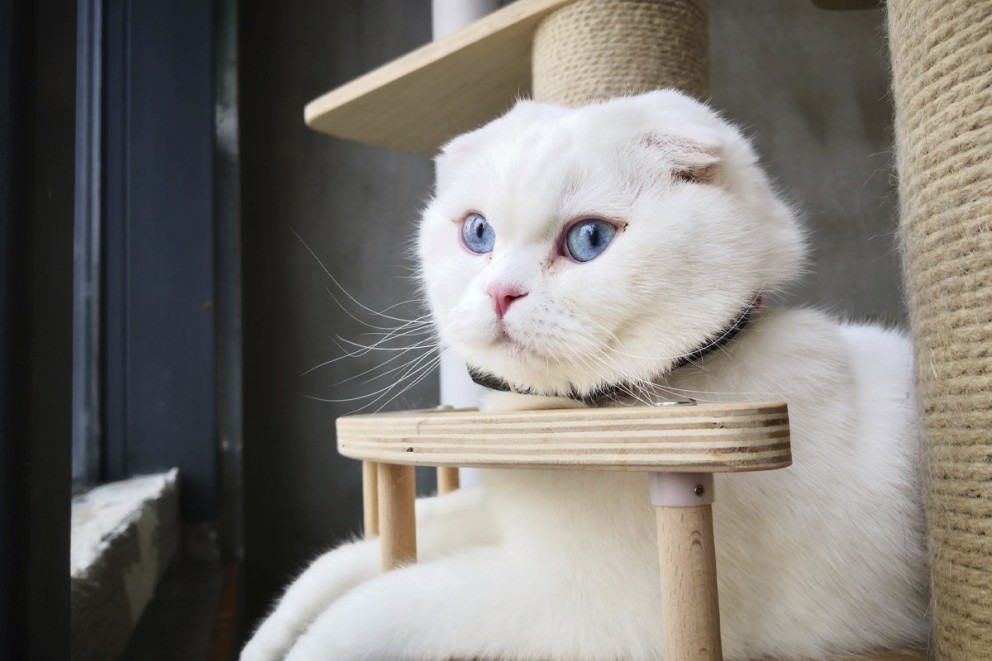 Katt husdjur Katt husdjur