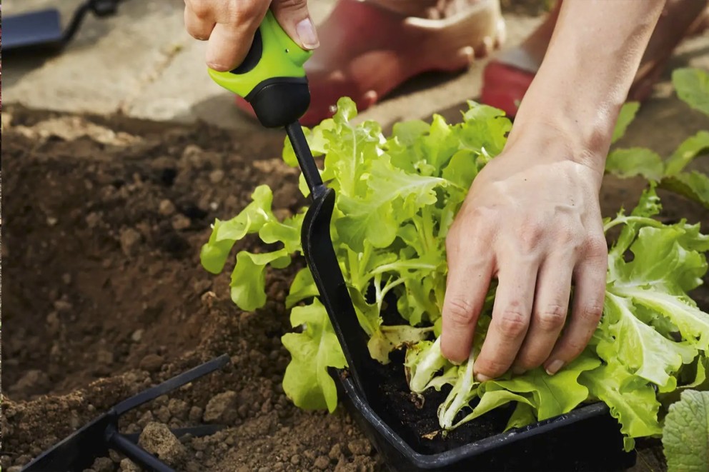 Odla grönsaker sallad Odla grönsaker sallad