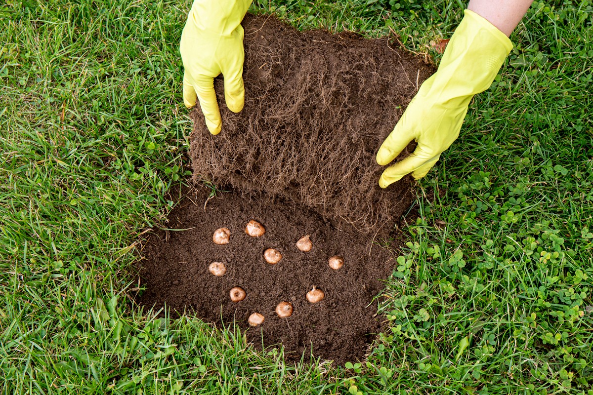 Plantera höstlökar – vårblommande lökar | HORNBACH