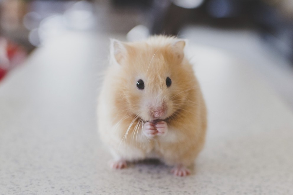 Guldhamster, ett husdjur