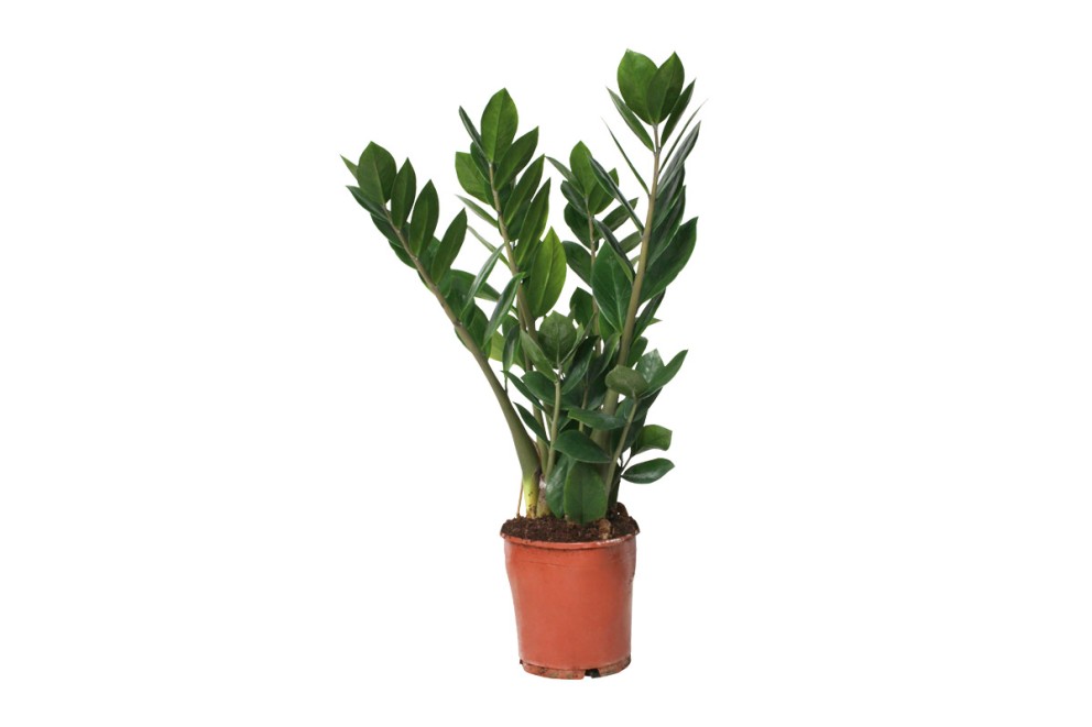 Garderobsblomma Garderobsblomma
