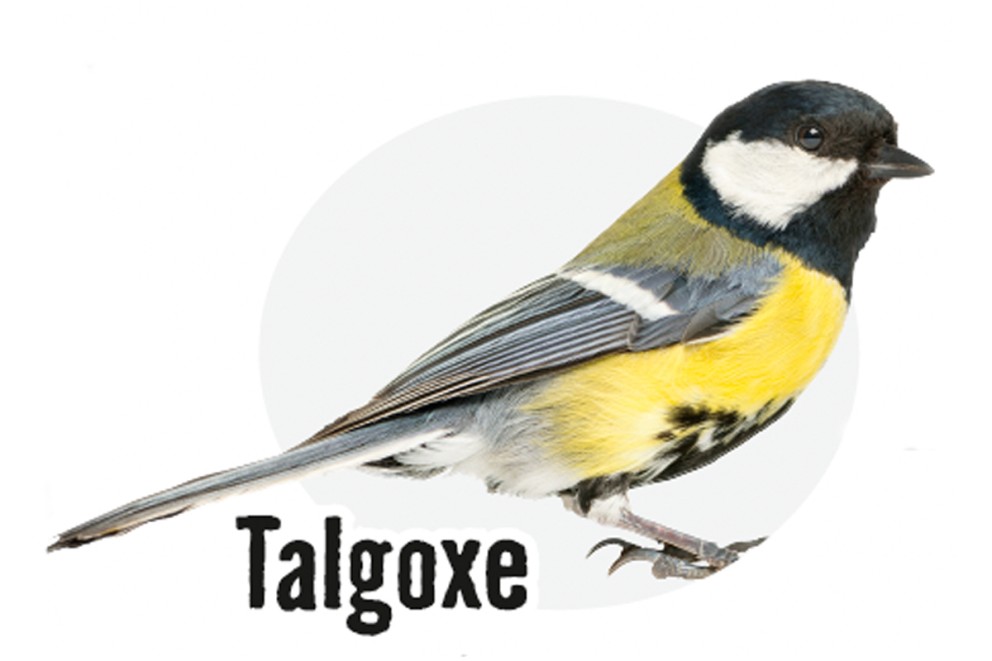 
				Talgoxe

			