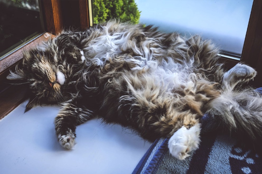 Katt husdjur Katt husdjur