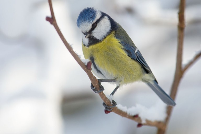 Stötta småfåglarna i trädgården – tips & råd