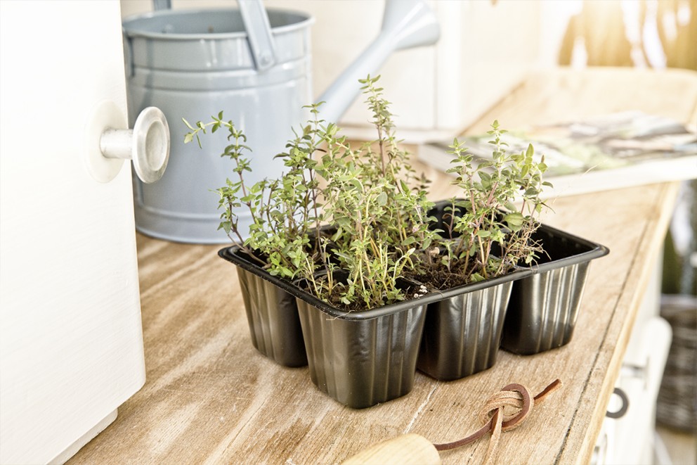Plantera i planteringskrukor hemma Plantera i planteringskrukor hemma