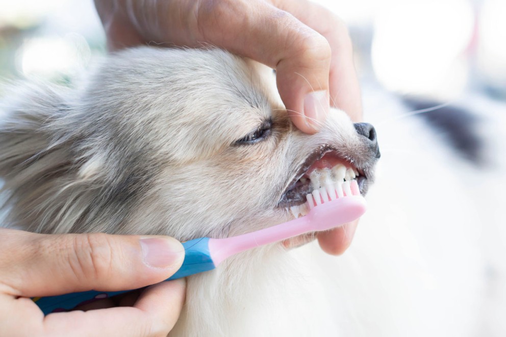 Borstar tänderna på en hund Borstar tänderna på en hund