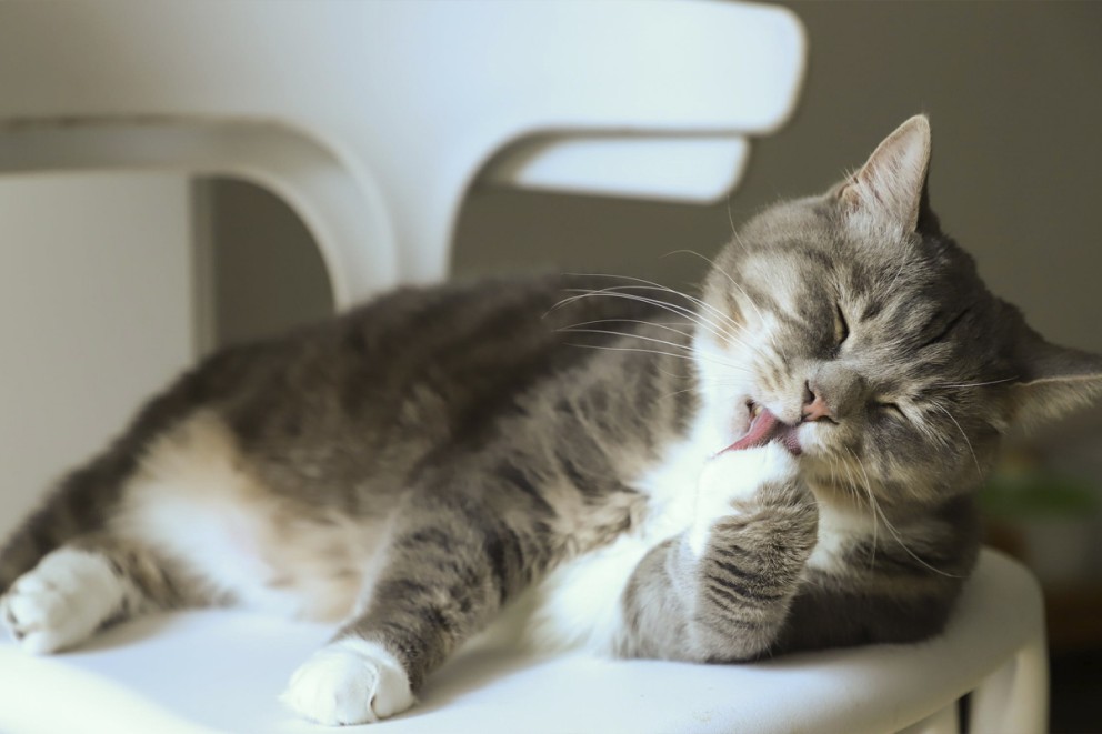 Katt husdjur Katt husdjur