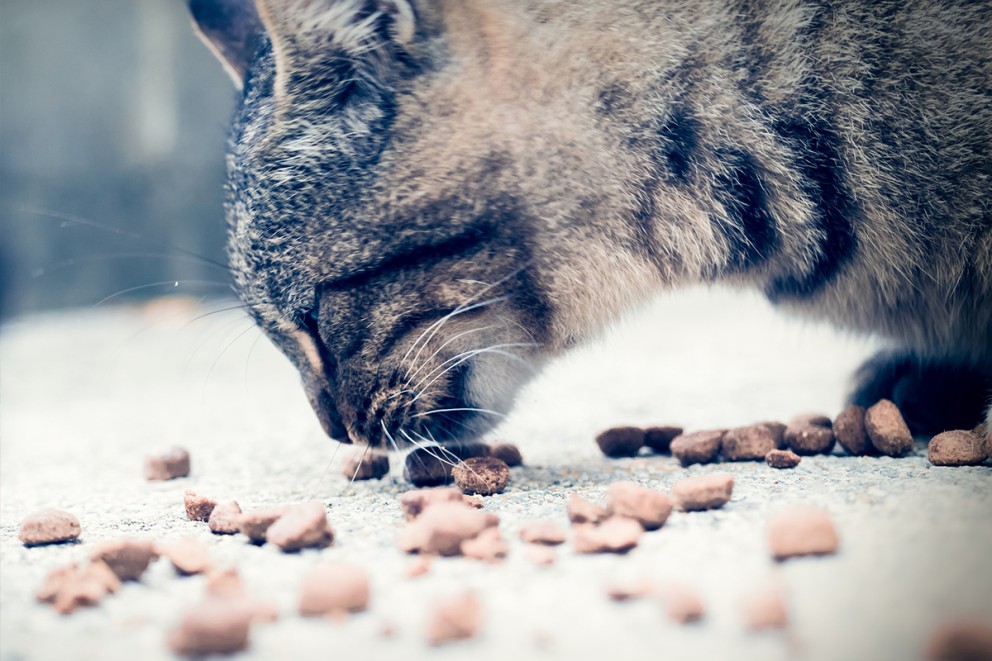 Kattmat & kattfoder Kattmat & kattfoder