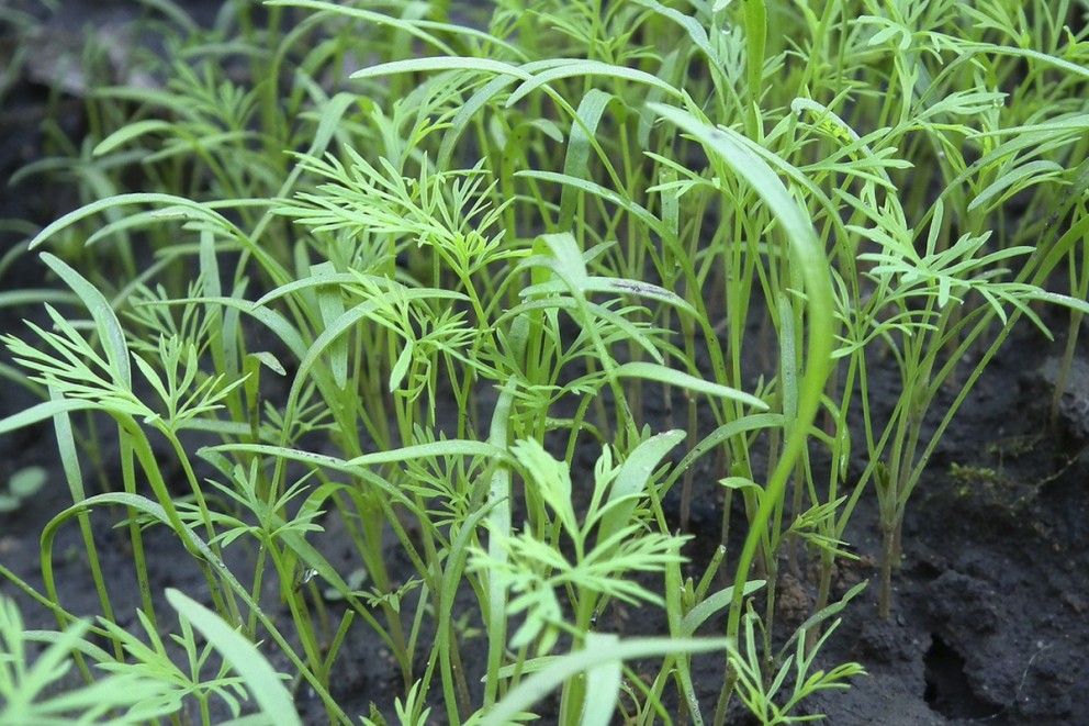 Närbild av dillplantor i trädgården