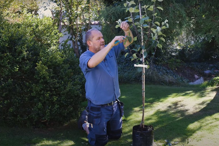 Så beskär du fruktträd