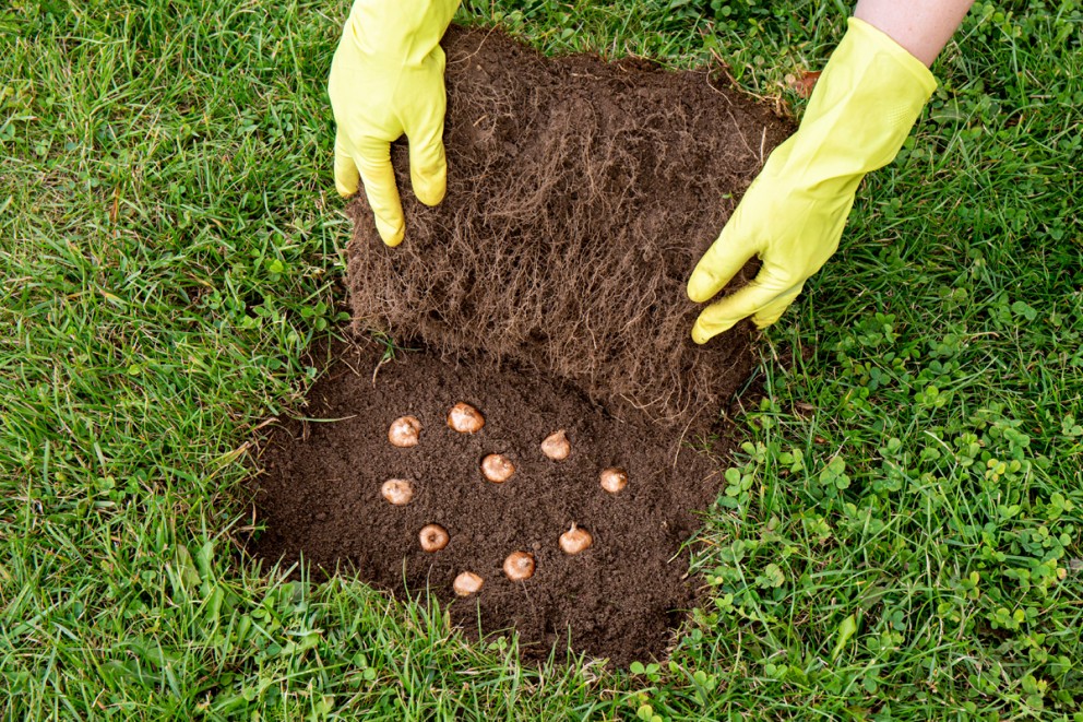 Plantera höstlökar i gräsmattan Plantera höstlökar i gräsmattan
