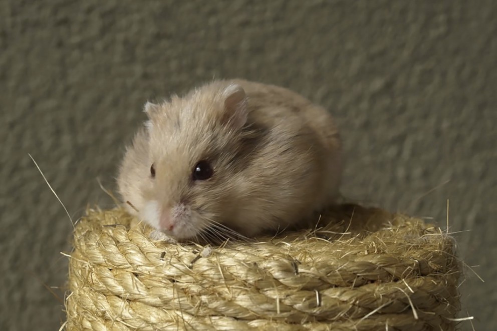 En hamster sitter på en klösstolpe av sisal.