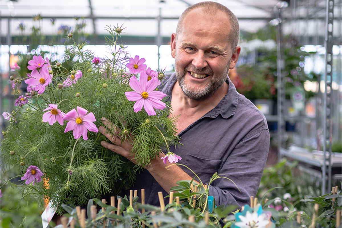 En man håller en blommande kosmosväxt i trädgårdscentrumet.