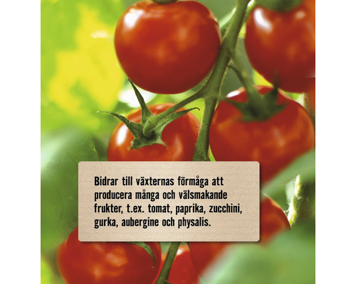 Tomatplanta med röda tomater