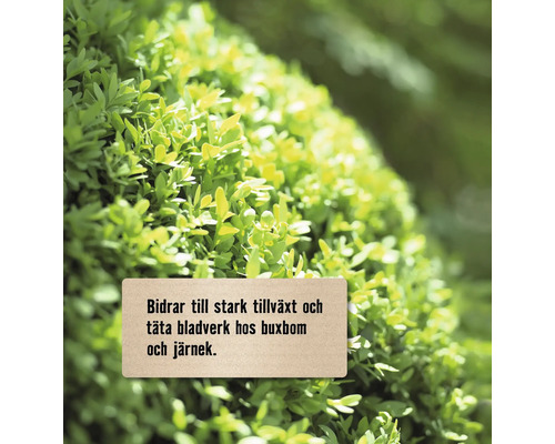 Närbild av buxbom och järnek som visar stark tillväxt och tät bladverk.