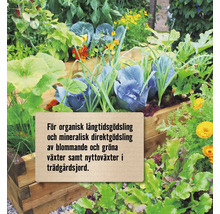 Hög rabatt med olika växter som kål och sallad för trädgården