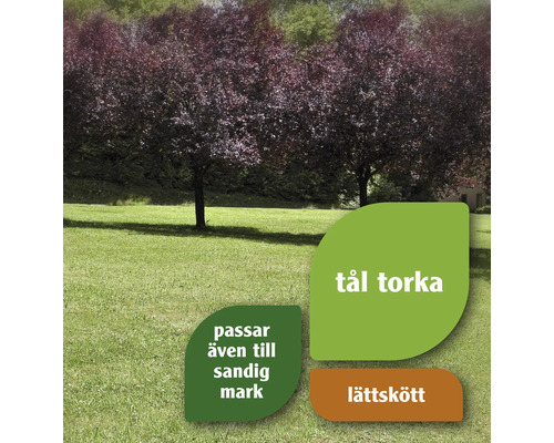 Flera prydnadskörsbärsträd på en gräsmatta med etiketter om torktolerans, lämplighet för sandjord och enkelt underhåll