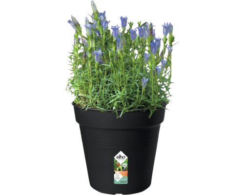 Gentiana i kruka med Elho-logotyp
