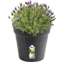 Lavendel i kruka