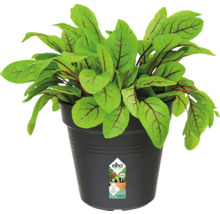Blomkruka ELHO Green Basics Ø13x12cm svart