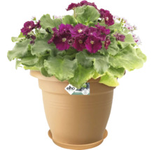 Afrikansk violett i en blomkruka