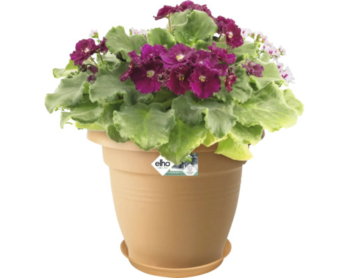 Afrikansk violett i en blomkruka