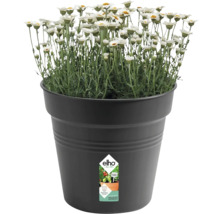 Blomkruka ELHO Green Basics Ø30x28cm svart