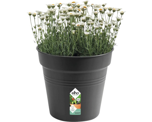 Prästkragar i svart blomkruka