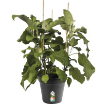Blomkruka ELHO Green Basics Ø21x19cm svart