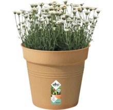 Prästkragar i Elho blomkruka
