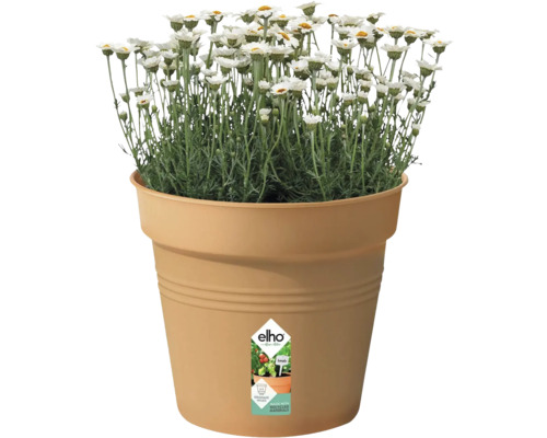 Prästkragar i Elho blomkruka