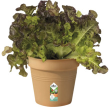 Sallad i en blomkruka