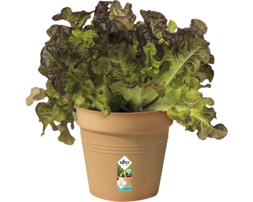 Sallad i en blomkruka