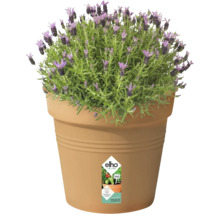 Blomkruka ELHO Green Basics Growpot Ø35x32cm terrakotta