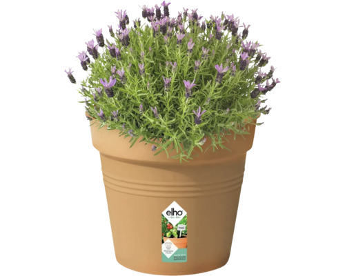 Lavendel i planteringskärl med Elho-logotyp