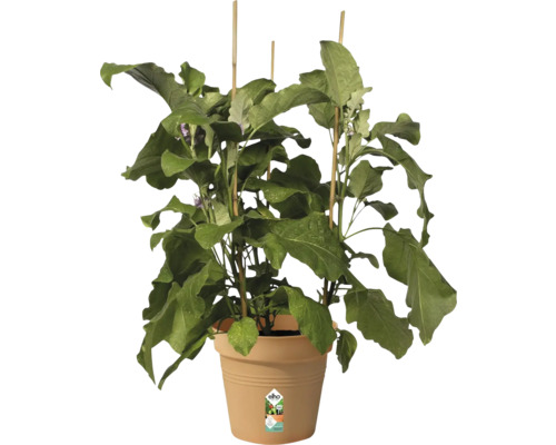 Aubergineväxt med stödjande pinnar i en blomkruka