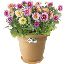 Dahlior i en blomkruka med fat