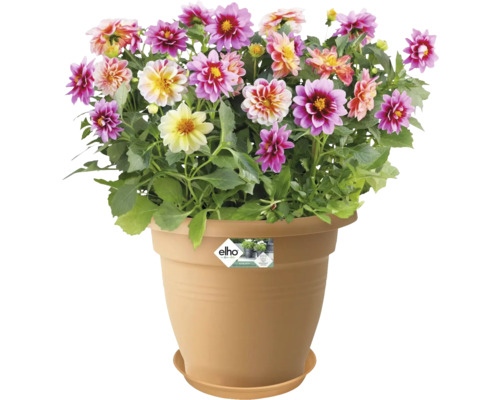 Dahlior i en blomkruka med fat