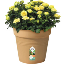 Gula rosor i blomkruka