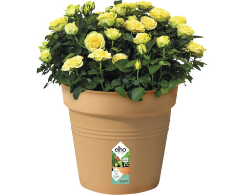 Gula rosor i blomkruka