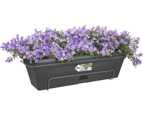 Balkonglåda med lila blåklockor