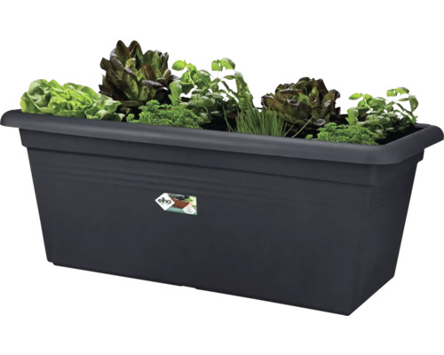 Rektangulär blomlåda med sallad och örter