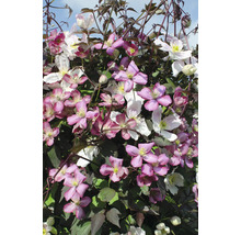 Närbild av klematisblommor i lila och vitt