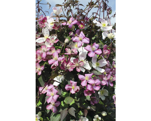 Närbild av klematisblommor i lila och vitt