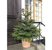 Nordmannsgran i kruka framför en ytterdörr